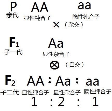  p data-id="gnwooil25t">遗传学三大基本定律是孟德尔于1856-1864, a