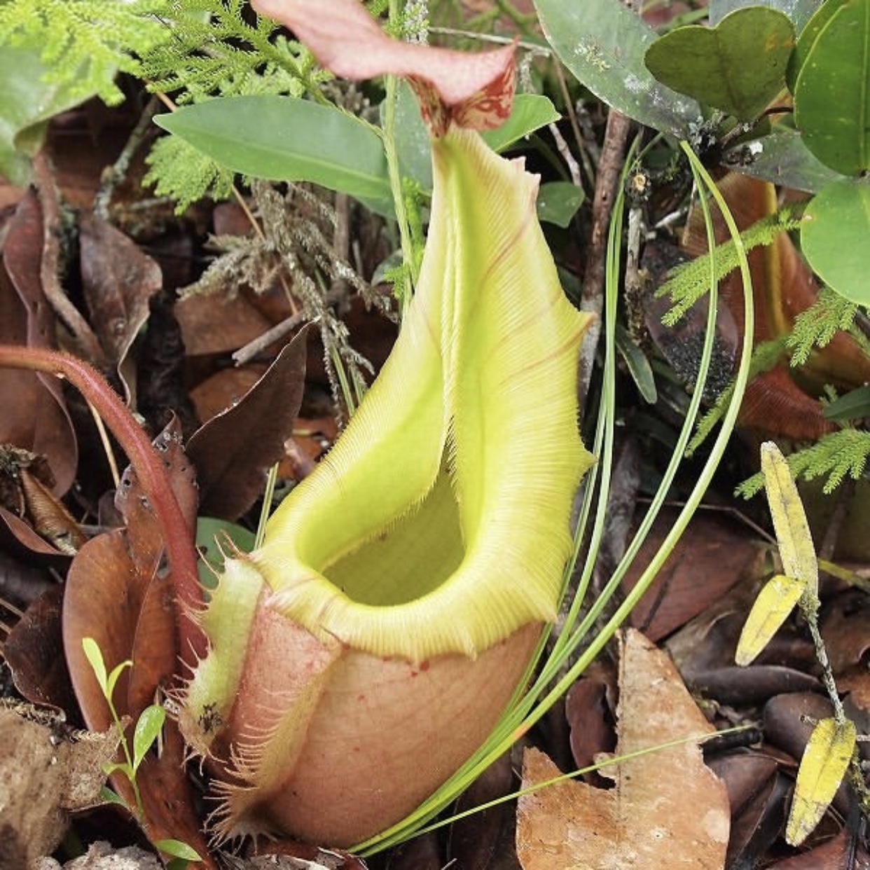 nepenthes veitchii