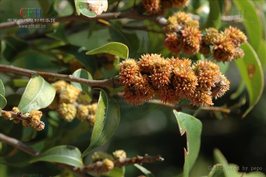  p>米槠〔学名: i>castanopsis carlesii  /i>(hemsl.)hay.