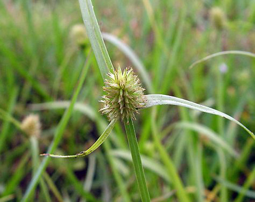  p>匍匐球子草,主要产云南南部和广西,生于海拔850-1400米的林下的一