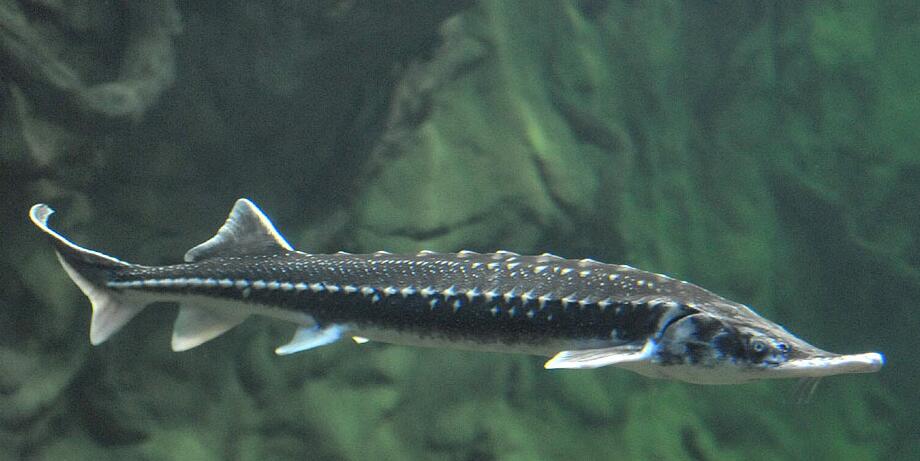  p>闪光鲟(学名: i>acipenser stellatus /i>)是鲟科,鲟属鱼类.