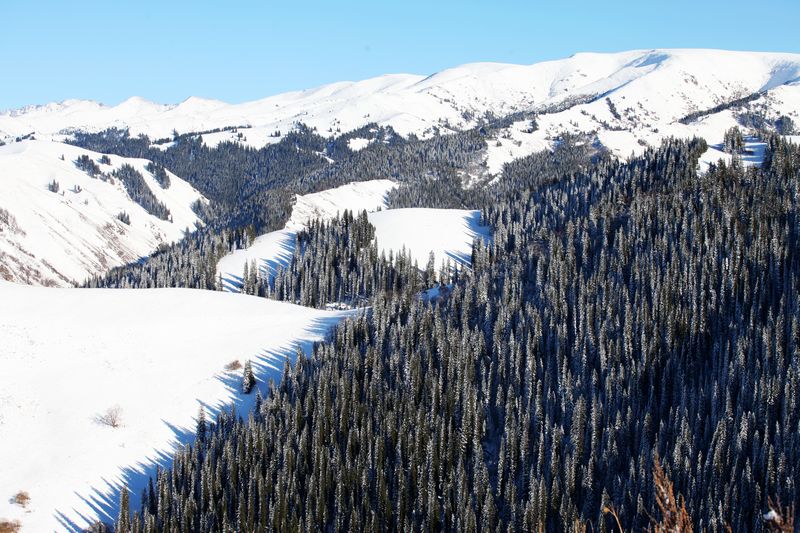天山雪岭云杉林在我国分布于新疆天山南北坡
