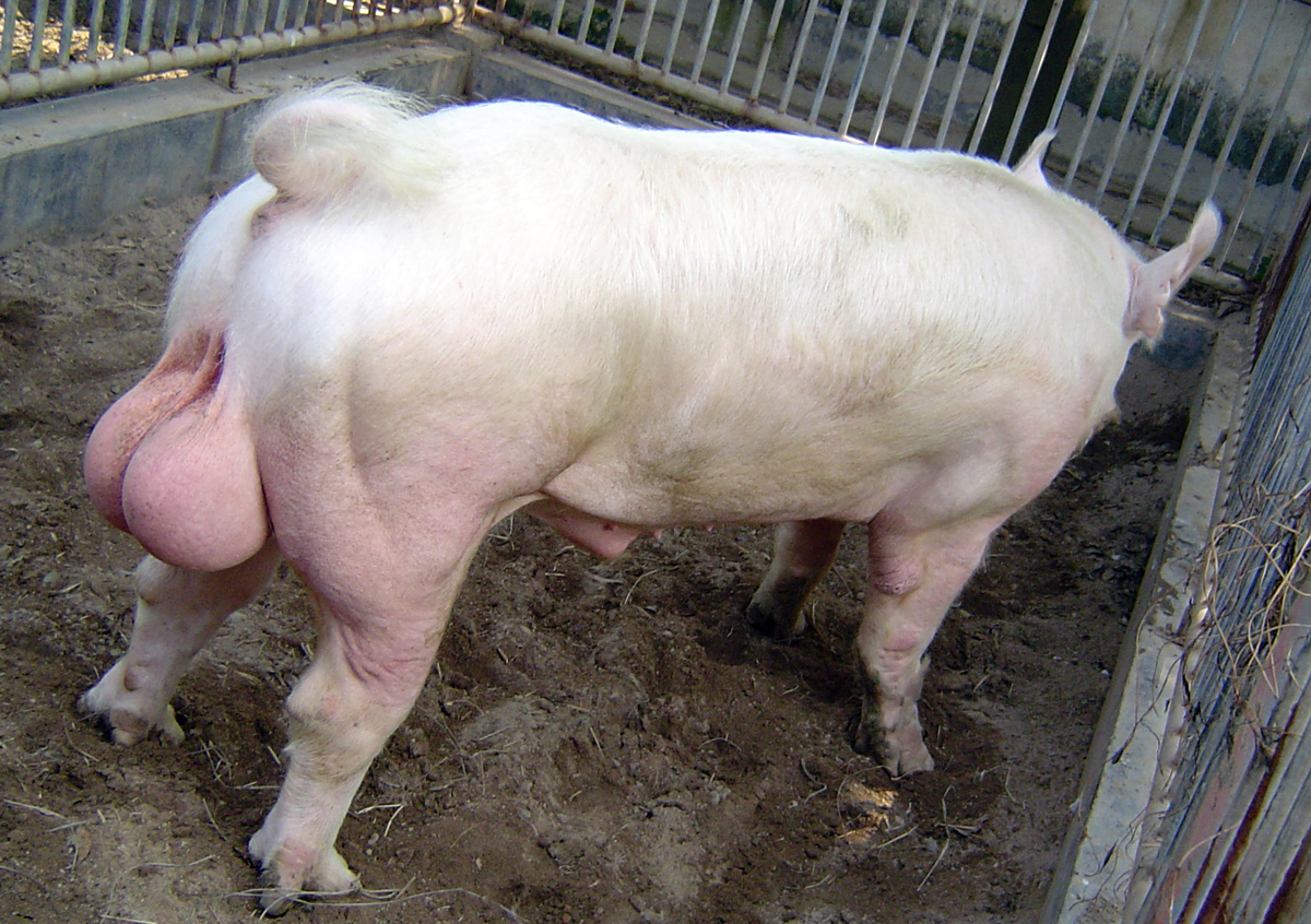  p>种畜是指农业,牧业等生产单位或个人,用作繁殖牲畜发展生产的牲畜.