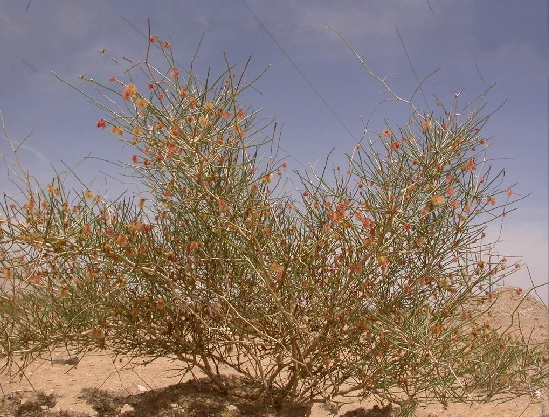 calligonum zaidamense losinsk.