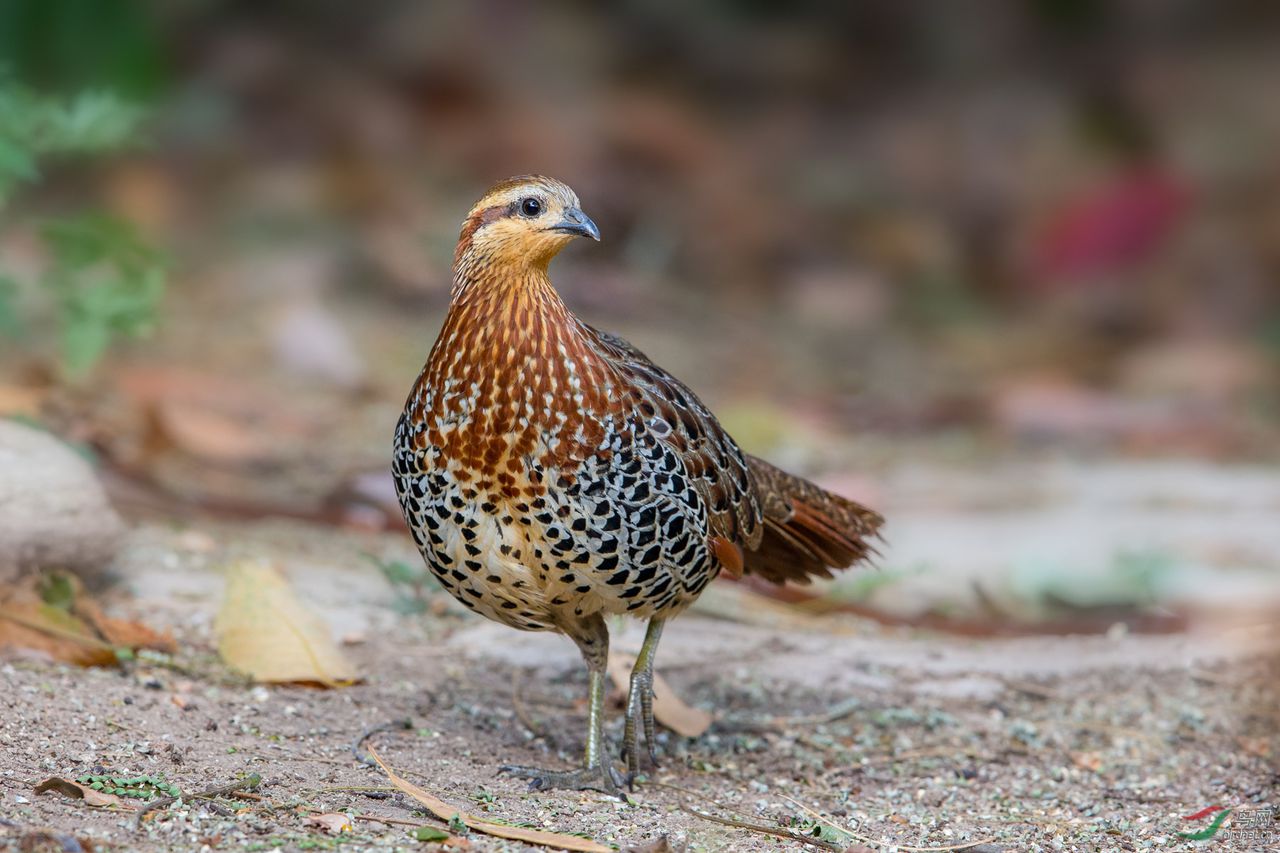 mountain bamboo partridge