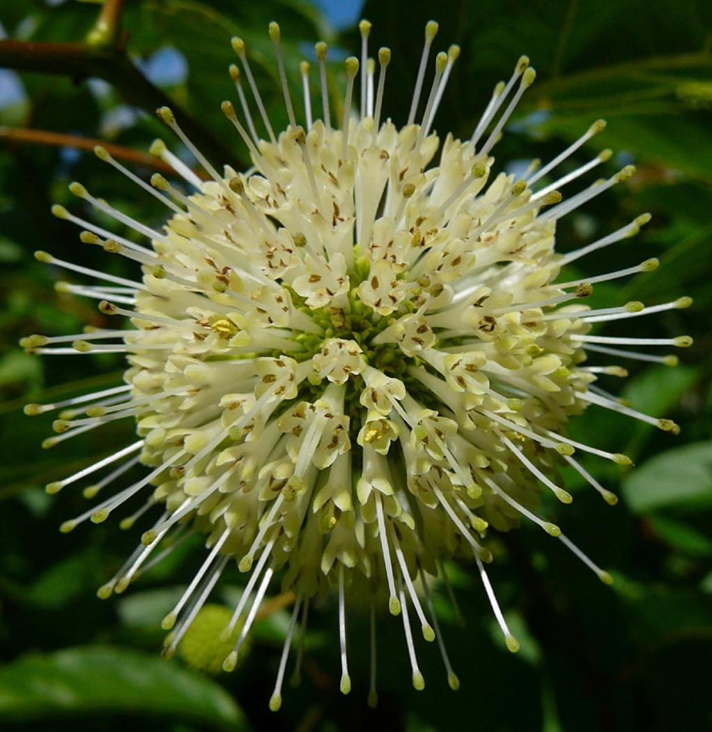  p>风箱树属(学名: i>cephalanthus tetrandrus /i>&nbsp;(roxb.