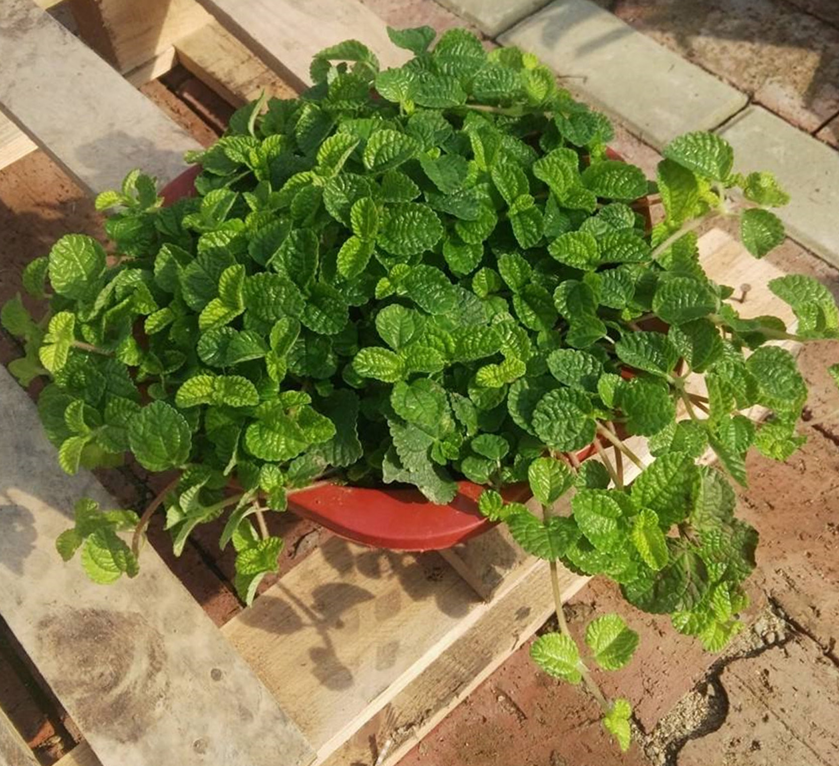 吸毒草