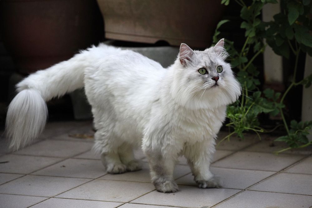  p> a> b>金吉拉 /b>猫 /a>, a href="#">英文 /a>名为chinchilla