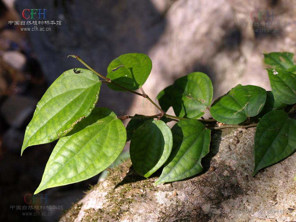  p>海风藤,中药名.