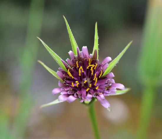  p>蒜叶婆罗门参(学名: i>tragopogon porrifolius /i> l.