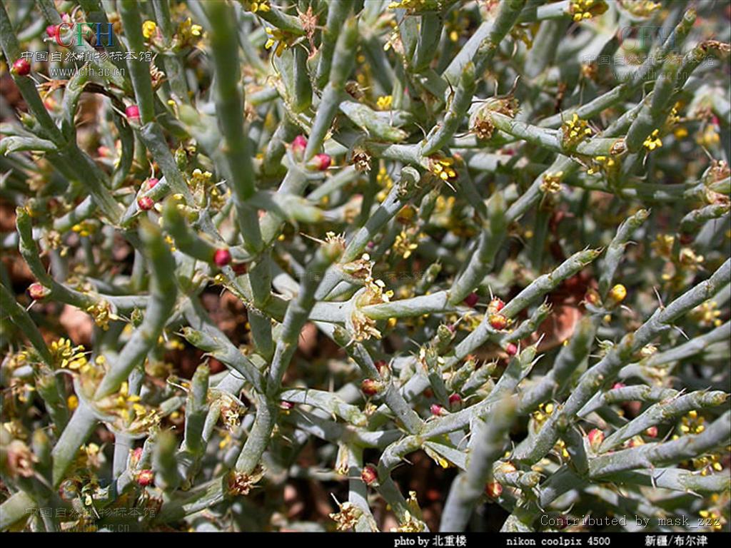  p> a href="#" data-lemmaid="3343149">假木贼属 /a>( anabasis l .