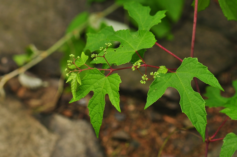 异叶蛇葡萄