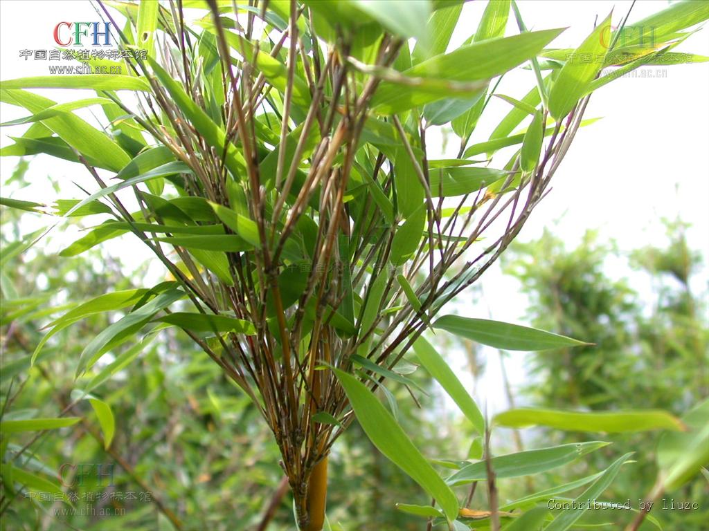  p>箭竹(fargesia spathacea franch)是禾本科,箭竹属竹类植物.