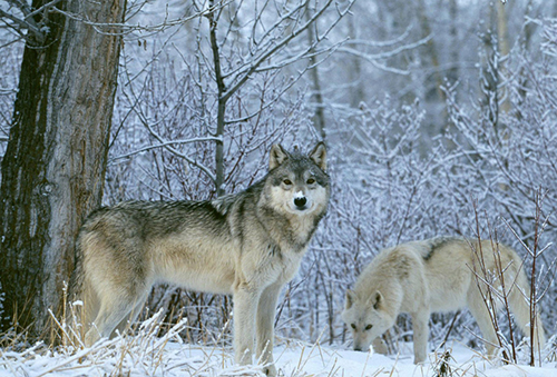 8.11新疆狼群袭人事件