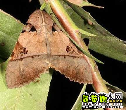  p>昆虫名,为 鳞翅目, 夜蛾科.分布在浙江,广东,云南等.