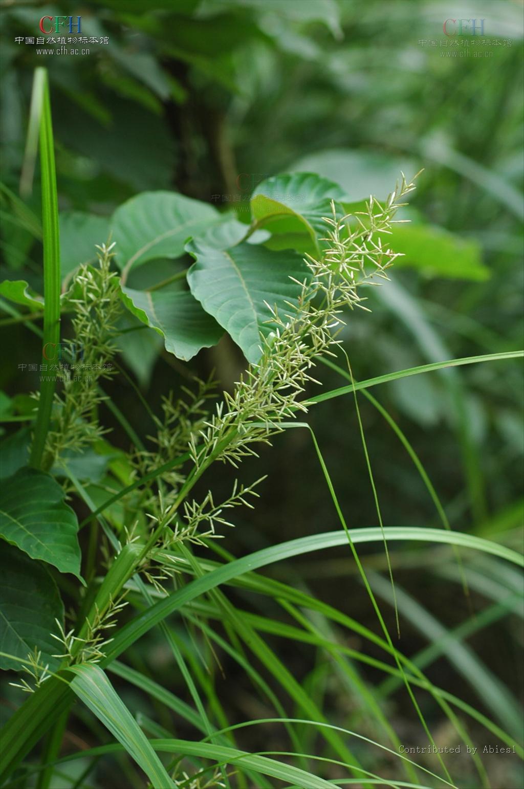  p>青岛薹草 a target="_blank" href="/item/草本">草本 /a>植物,斜