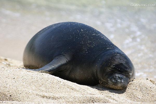  p>夏威夷僧海豹(学名:monachus schauinslandi)在 a href="#" data