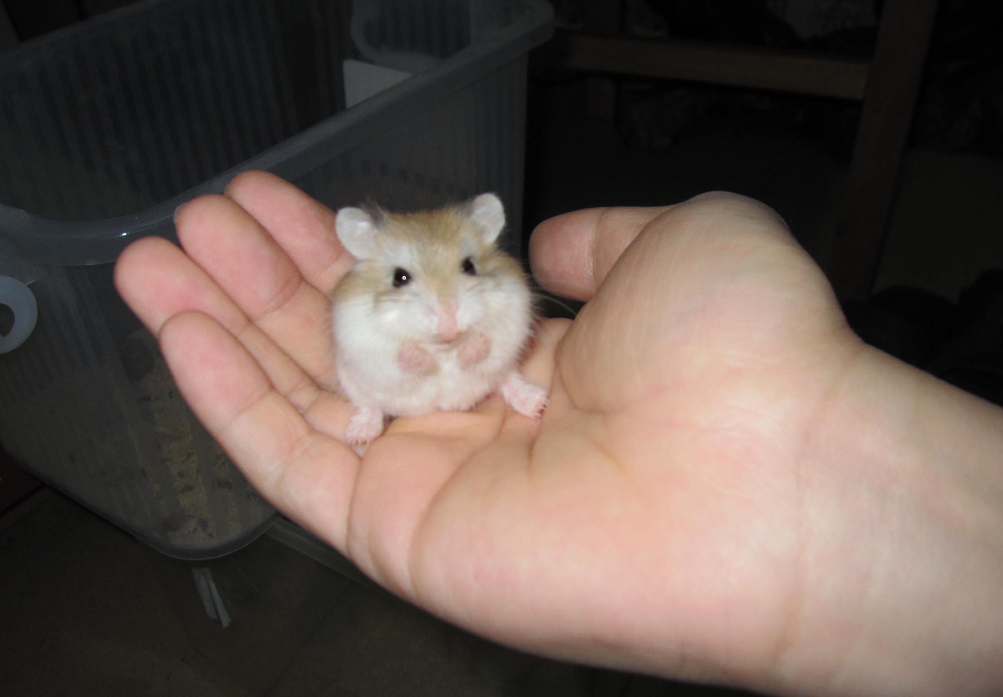 i( a target="_blank" href="/item/罗伯罗夫斯基仓鼠/10106330" data