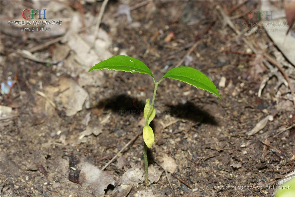  p>宁波木犀(学名: i>osmanthus cooperi /i> hemsl.