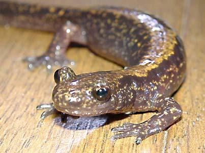 fischer's clawed salamander为小鲵科爪鲵属的两栖动物