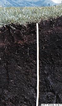  p>沼泽土(bog soil)  地表长期积水,生长喜湿性植被条件下形成的土壤