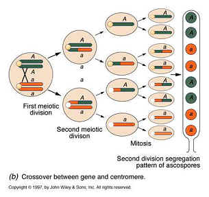  p>减数分裂(meiosis)是 a target="_blank" href="/item/有性生殖