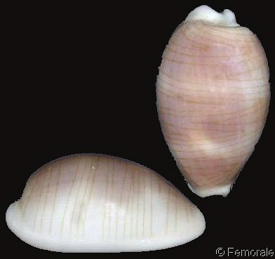  p>帕娜银丝宝螺(学名:cypraea clandestina passerina)是腹足纲宝螺