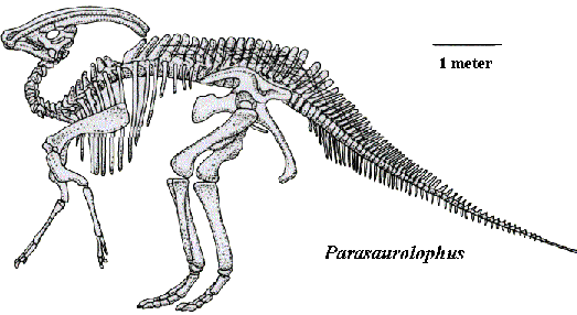 parasaurolophus