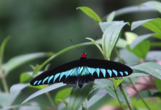 卡丁纳翠叶红颈凤蝶