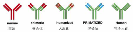 人源化抗体