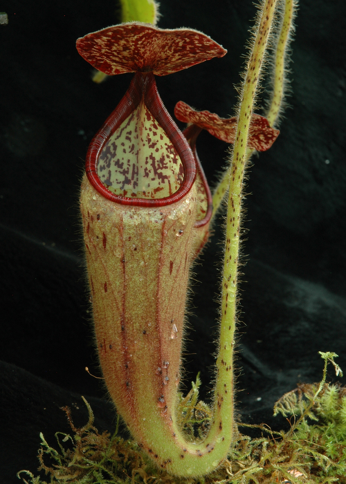 nepenthes glandulifera