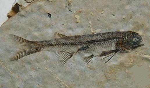  p>狼鳍鱼是原始的 a target="_blank" href="/item/真骨鱼类/8722458