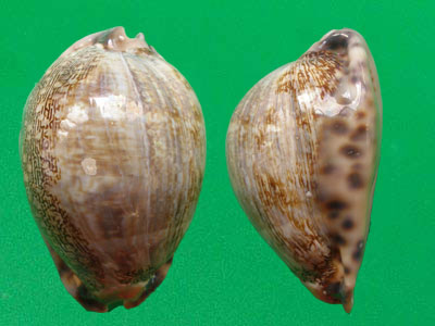  p>吉布宝螺(学名:mauritia arabica gibba)是 a