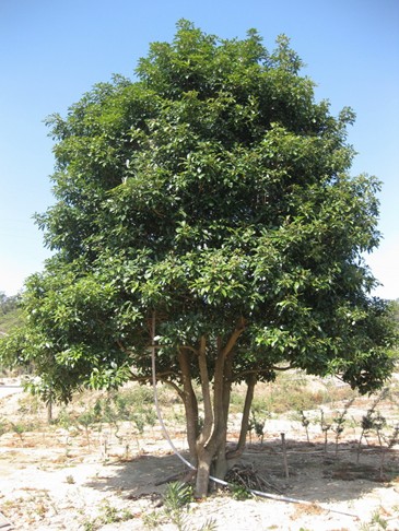  p>四季桂,叶子对生,多呈椭圆或长椭圆形,叶面光滑,革质,叶边缘有锯齿