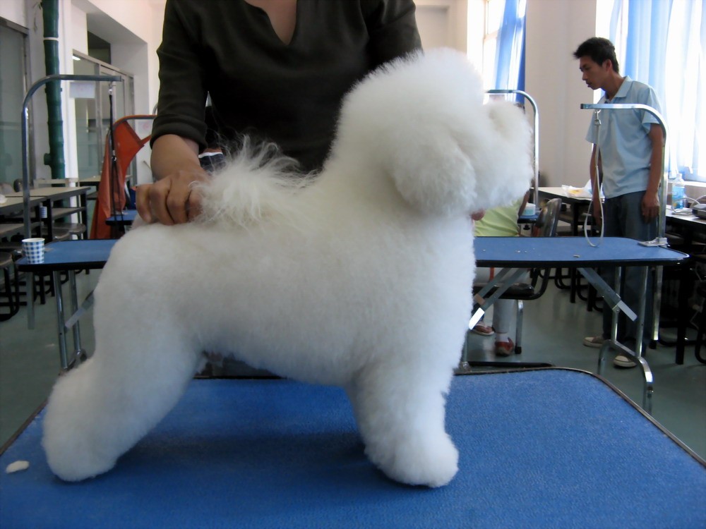 比熊犬对 a href="#" data-lemmaid="13020851">人 /a>的 a href="#"