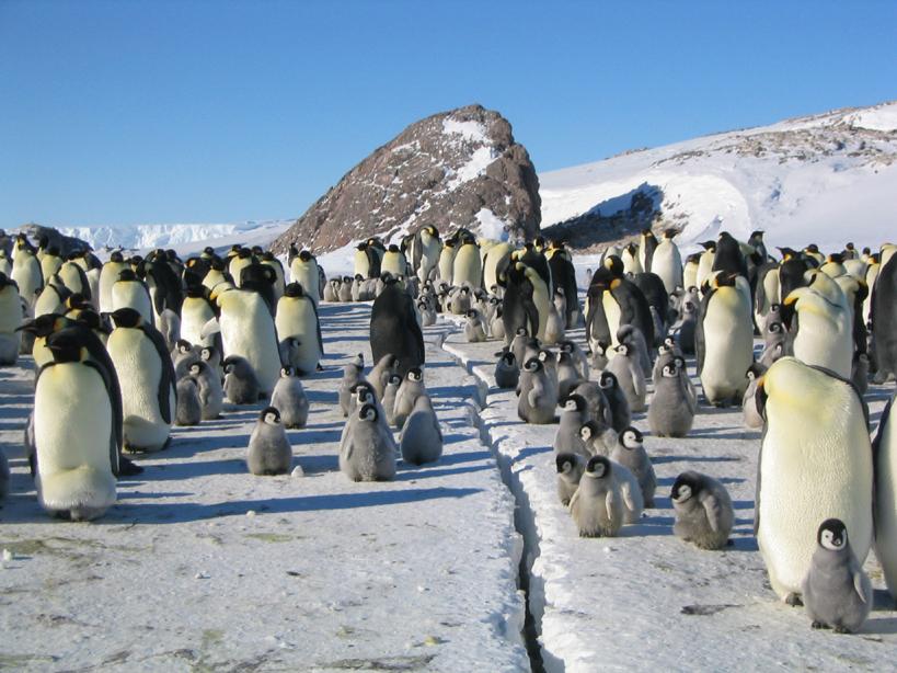 帝企鹅日记marchofthepenguins(2005)
