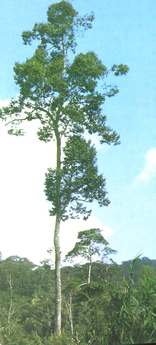  p>海南油杉(学名: i>keteleeria hainanensis /i> chun et tsiang)是