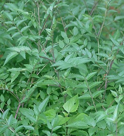 incarvillea arguta (royle) rovle