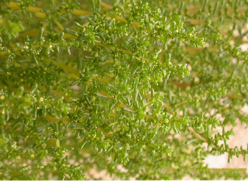 halogeton arachnoideus moq.