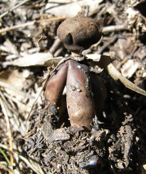  p>杂技地星(英文:acrobatic earthstar,学名:geast