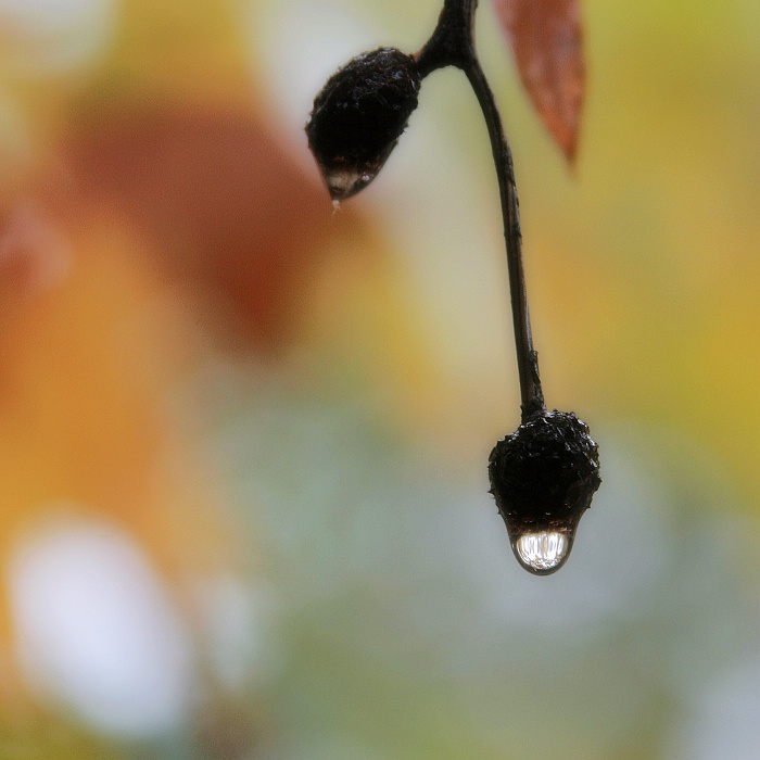  p>华西秋雨(autumn rain of west china),是我国华西地区秋季多雨的