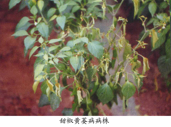 甜椒,辣椒黄萎病