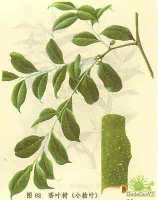 香叶树（樟科山胡椒属植物）_百度百科