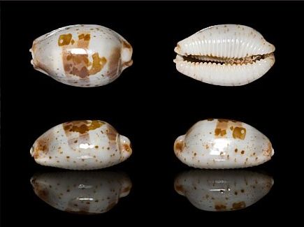  p>红海宝螺(学名:bistolida erythraeensis)是腹足纲宝螺科的 a href