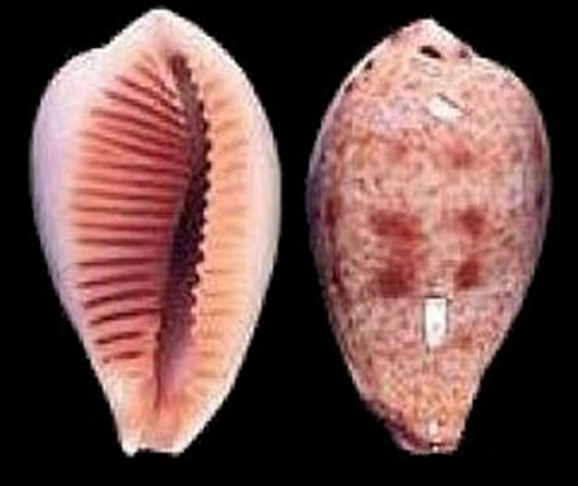  p data-id="gn7hmgz207">分布范围 /p> p data-id="gn7hmgz21v">分布