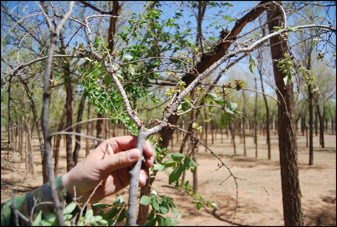  p>皱大球蚧属于 a target="_blank" href="/item/同翅目蜡蚧科