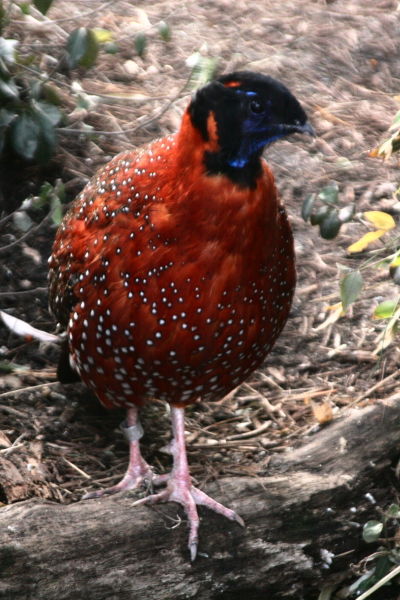  p>红腹角雉(学名: i>tragopan temminckii /i>)属于鸡形目雉科,雄鸟