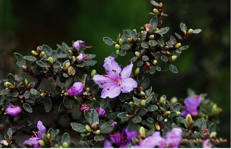 是杜鹃花科杜鹃花属的一种常绿小灌木,分枝多而稠密,常平卧成垫状.