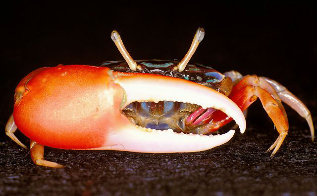  p>红豆招潮蟹(学名:uca crassipes)最大的特征是雄蟹具有一对大小