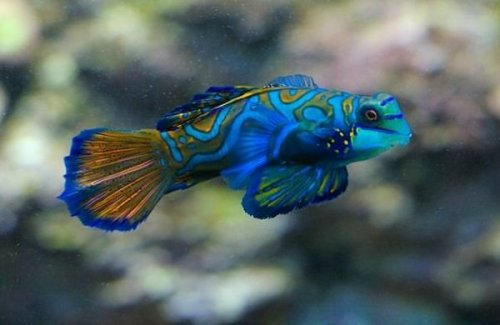 blue wizard) 海洋蓝精灵是对一种罕见的海洋蓝色鱼类——麒麟鱼的